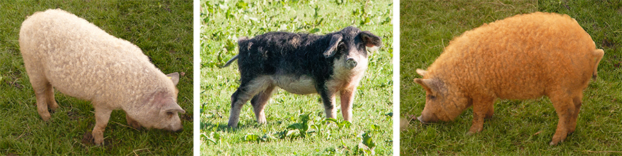 Wollschweine - Mangalitza Rassen Blondes, Schwalbenbuchig und Rotes Mangalitza Schwein