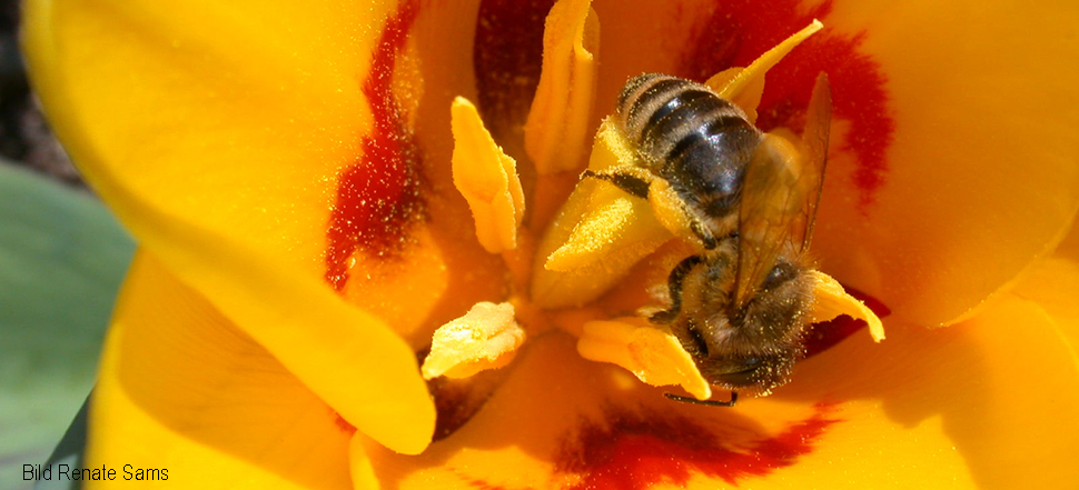 Bienen fr unseren Waldhonig