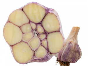Knoblauch Early Purple