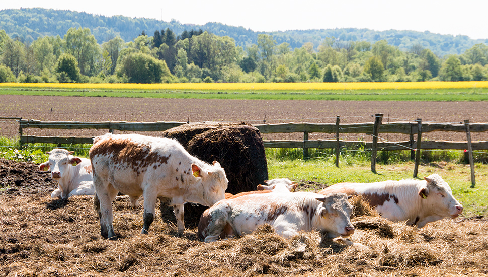 Labonca Bergschecken