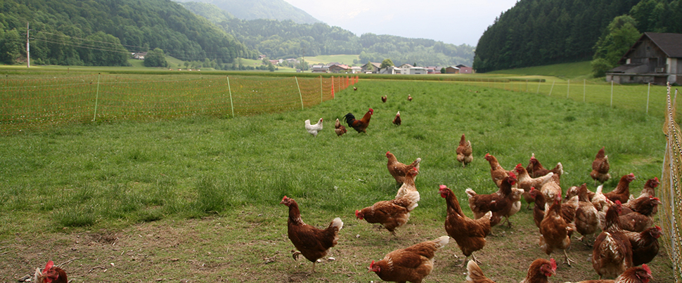 Bio Huhn mit großzügiger Weidehaltung