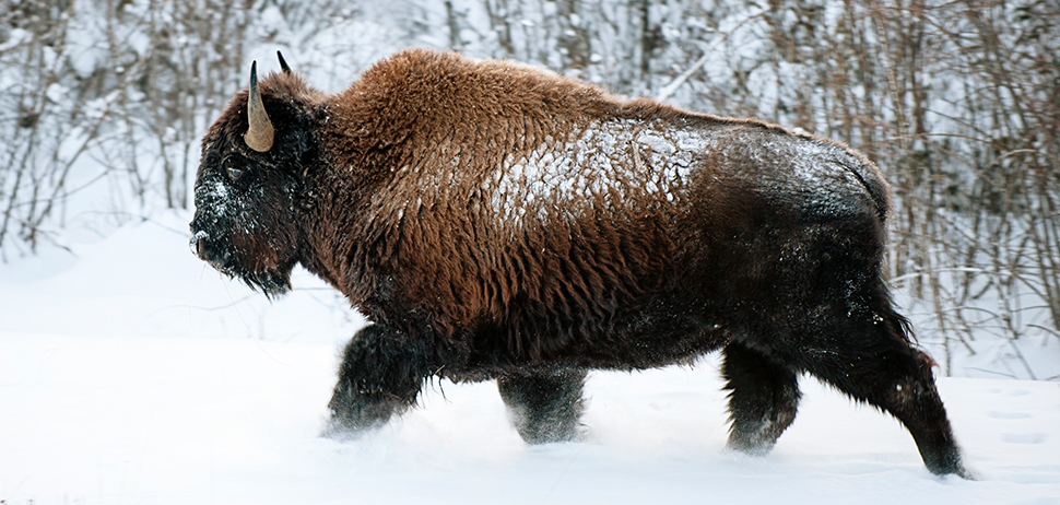 Bison im Winter