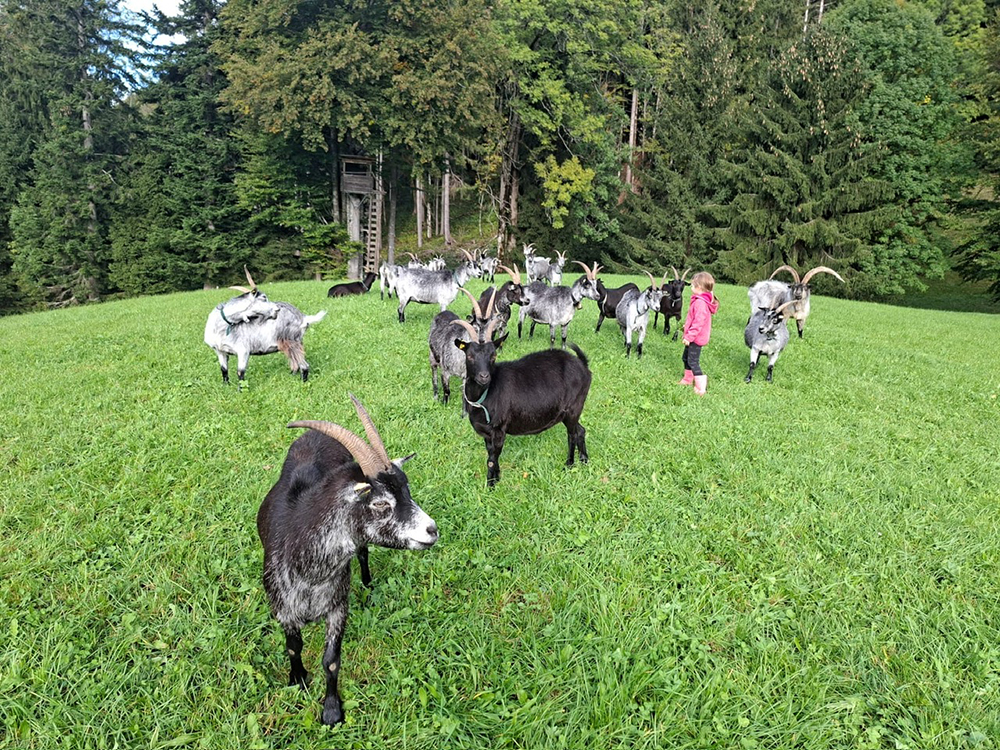 Blobe Ziegenherde