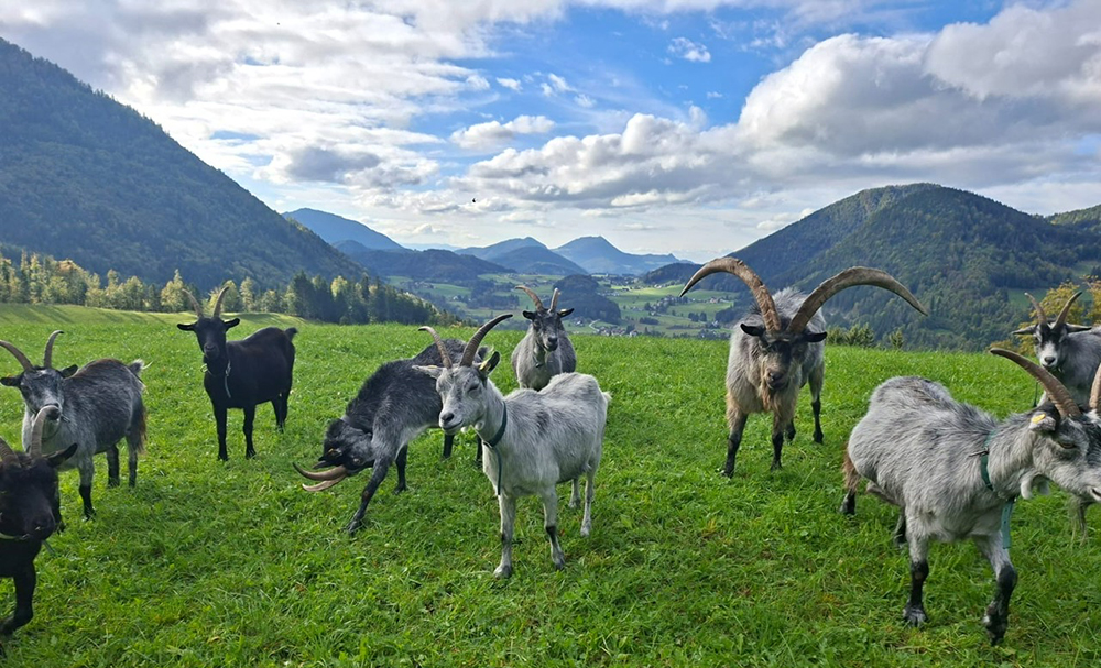 Blobeziegen Herde