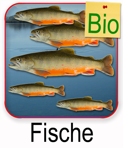 Bio Fisch