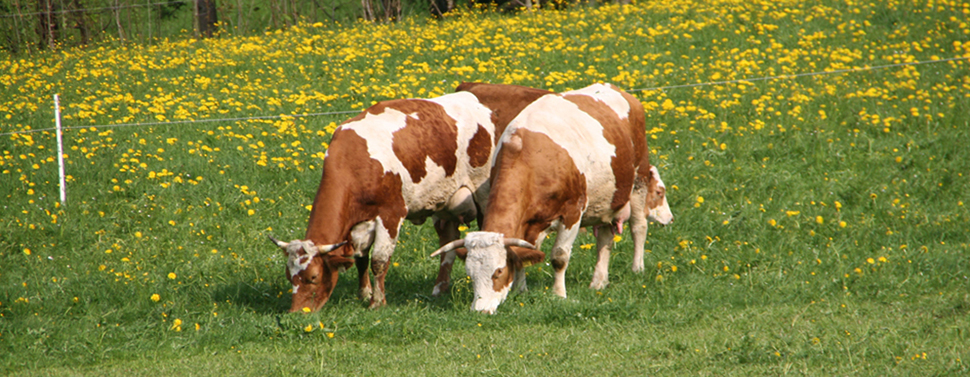 Kühe auf der Weide von Schätze aus Österreich
