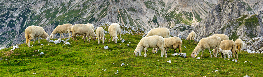 Lamm aus dem Tauerngebiet