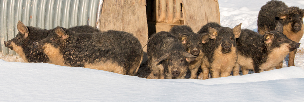 Mangalitza Schweine im Schnee
