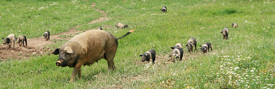 Sonnenschweine auf der Weide