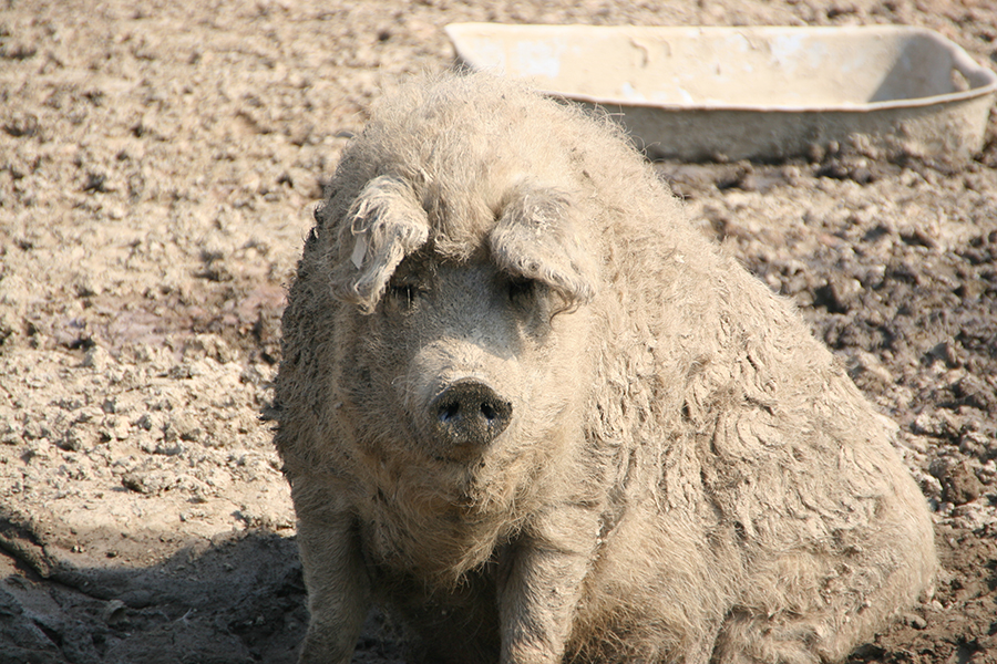 Wollschwein Jesi der Saubär